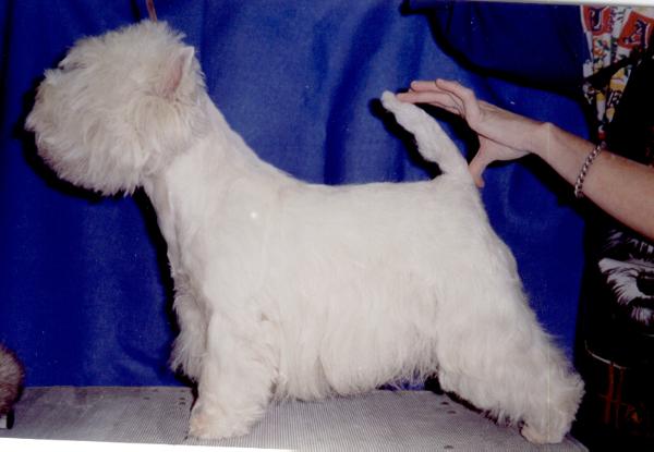 Natasha Of Susbridge | West Highland White Terrier 