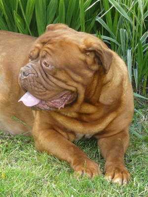 Anneddwen Cymru Fusion | Dogue de Bordeaux 