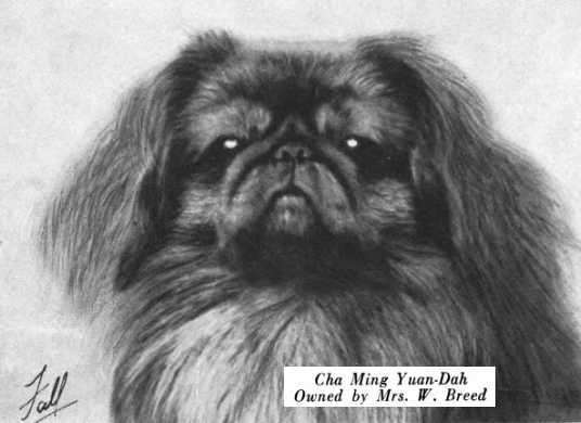 Cha Ming Yuan-Dah | Pekingese 