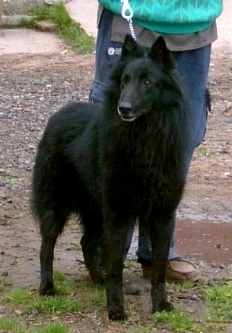 Long Island Natino | Belgian Groenendael 