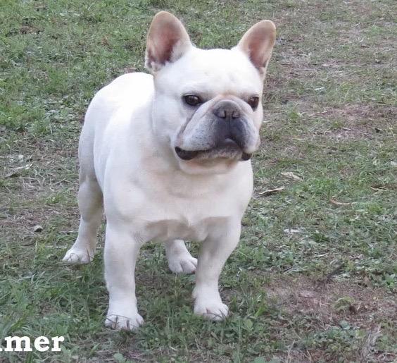 Daystar's Thor's Hammer | French Bulldog 