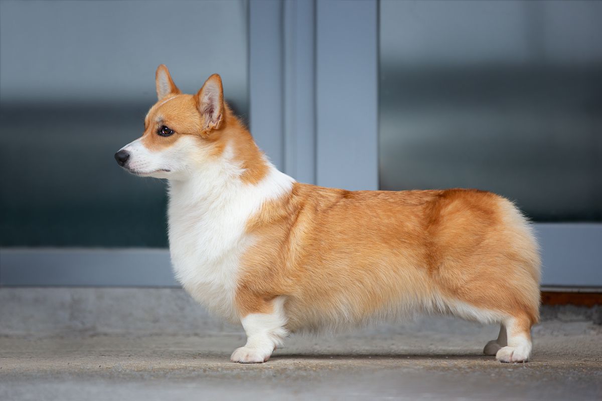 Little Foks iz Ksaro Chestnaya Igra | Pembroke Welsh Corgi 