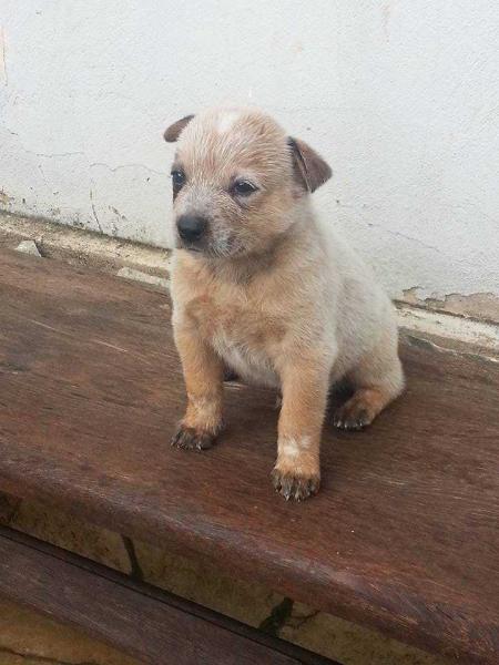 PAXÁ RED do NVBK HEELER SELIVON | Australian Cattle Dog 