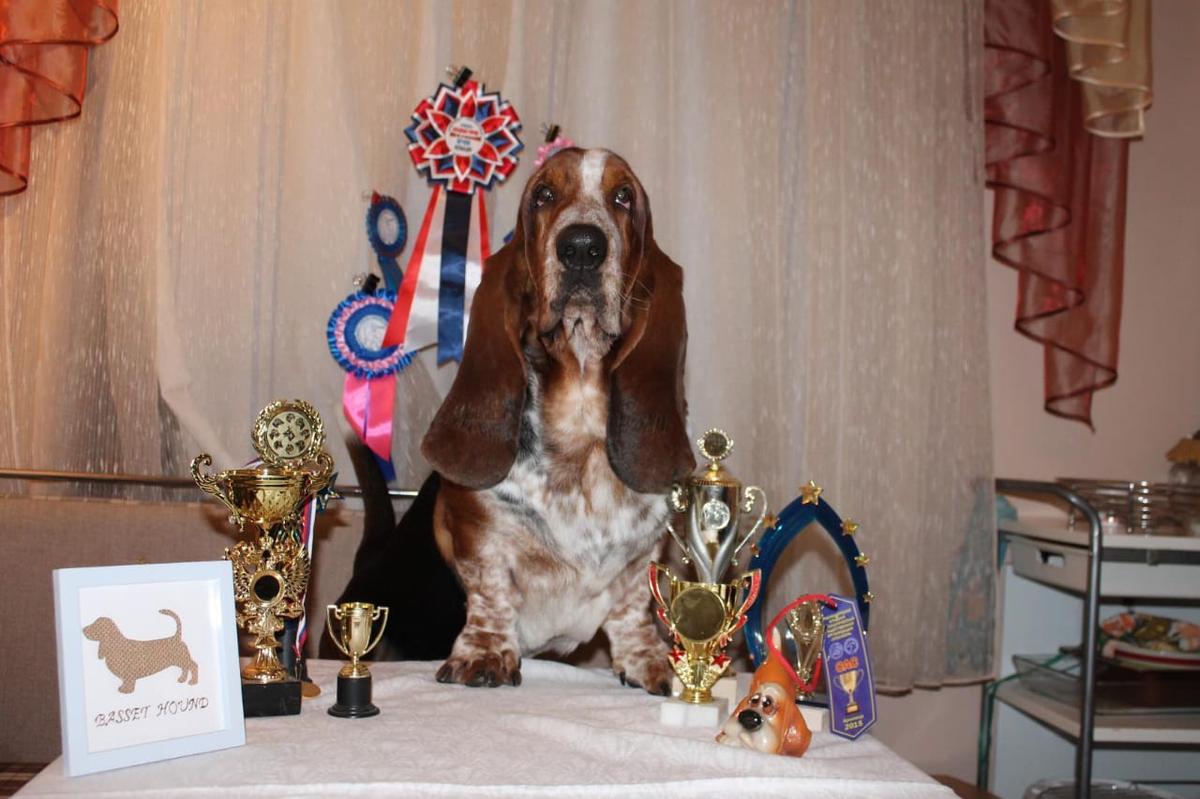 BRYUS OLMAYT | Basset Hound 