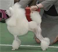 Elegant Stail Latoya Luchshe Vseh | Poodle 