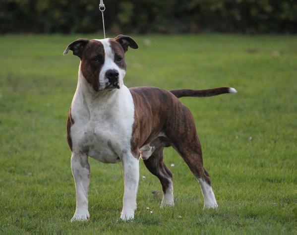Lievore's Edition Filippo | American Staffordshire Terrier 