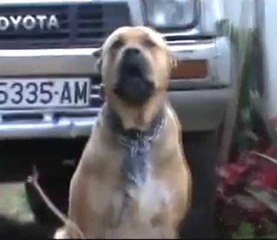 Tula de Rucaden | Perro de Presa Canario 