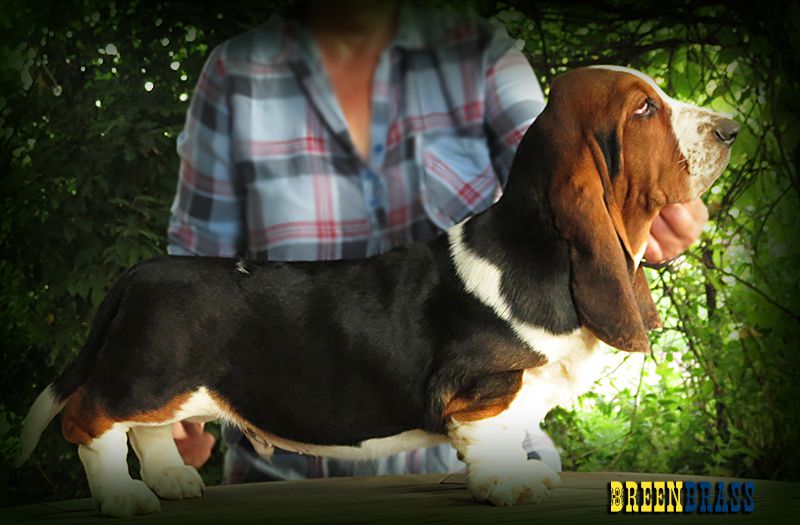 Nero Show Dynamite Breenbrass | Basset Hound 