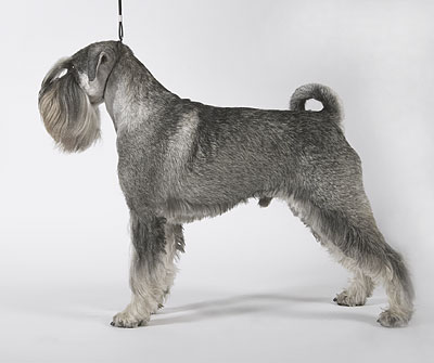 Perico av Serjas | Standard Schnauzer 