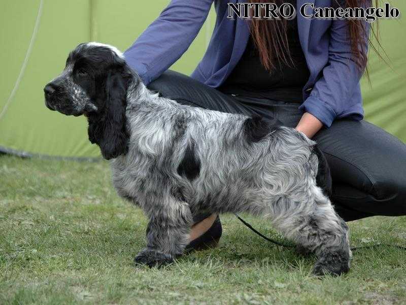 NITRO Caneangelo | English Cocker Spaniel 