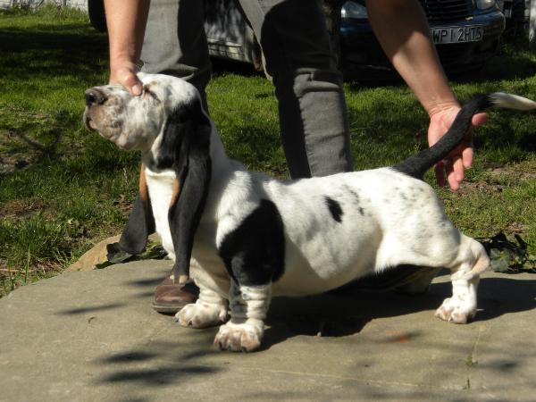 Lusia Z Polany Klapouchego | Basset Hound 