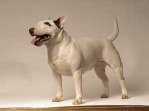 CRYSTAL JEWELIN BEA BARBOZZA | Miniature Bull Terrier 