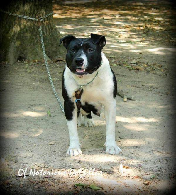 Geisha Bis Tacoma de la missaudière | American Staffordshire Terrier 