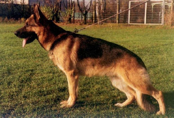 Warro vom Hühnegrab | German Shepherd Dog 