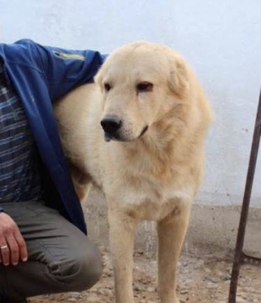 Bosyak | Central Asian Shepherd Dog 