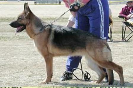 Tonga vom Trompetersprung | German Shepherd Dog 