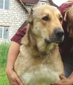 PUMA-II IZ ALEKSANDROVOI SLOBODY | Central Asian Shepherd Dog 