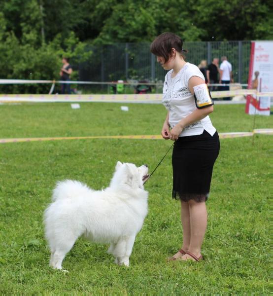 Avangard Arctic Volshebnitsa Chroha | Samoyed 