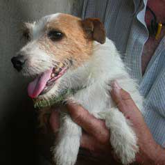 Tabarrino Nutmeg | Jack Russell Terrier 