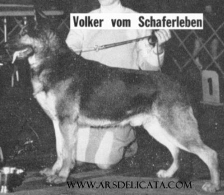 Volker v Schaferleben | German Shepherd Dog 