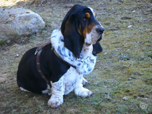 Ferdinand du berceau Bfamily | Basset Hound 