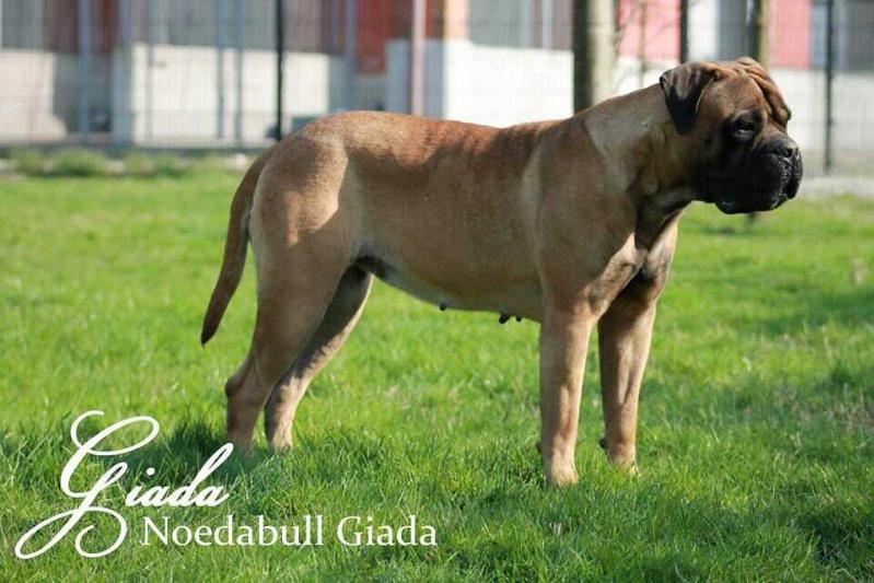 Noedabull Giada | Bullmastiff 