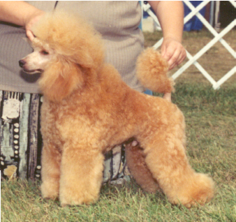 Lyca Ransom of Red Chief | Poodle 