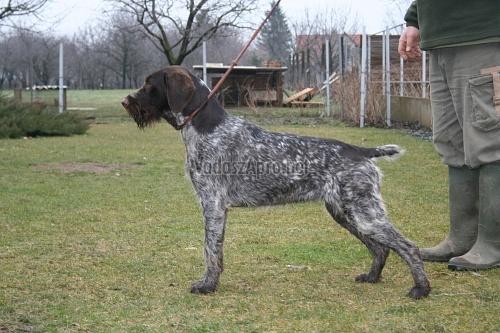 Bajnok-menti Deby | German Wirehaired Pointer 