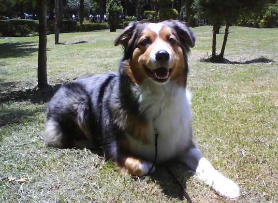 Moritz (Castillo) | Australian Shepherd 