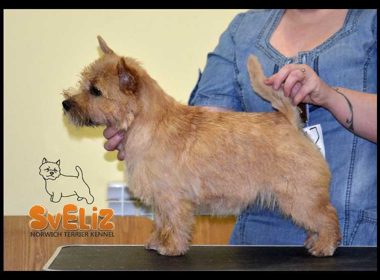 Sveliz Bella Fifa | Norwich Terrier 