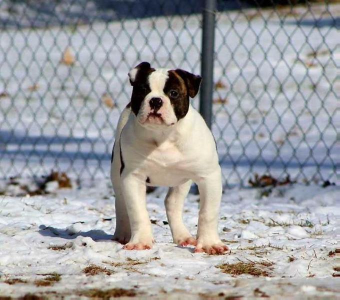 BGK's Hot Harmony AKA J-Lo | American Bulldog 