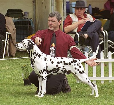 Ozzispot Wicked T Xtreme | Dalmatian 