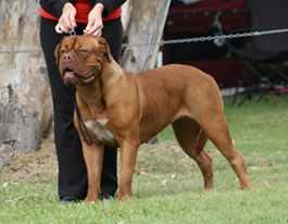 Amedange Eye Candy | Dogue de Bordeaux 