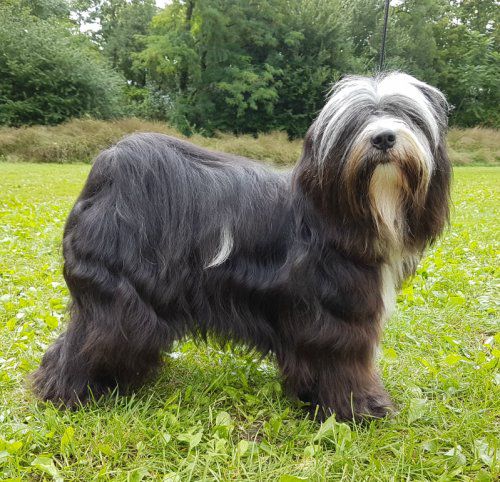 IJOSHU-NORBU SHE-PO-LA VON PARU | Tibetan Terrier 