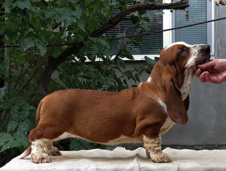 Hennessy Baccara' Breenbrass | Basset Hound 