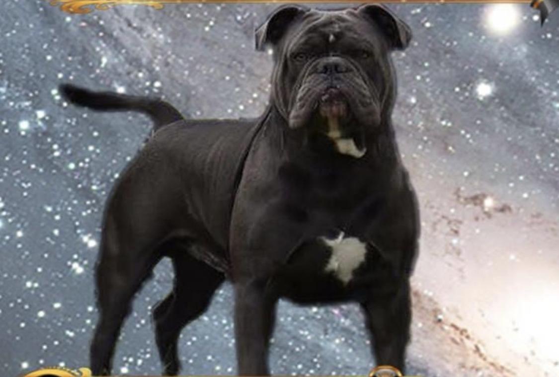 Bullforce Badr | Olde English Bulldogge 