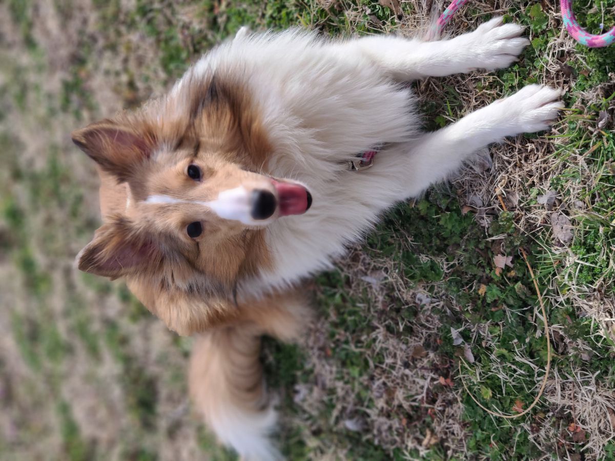 Distinctive starlight symphony | Shetland Sheepdog 