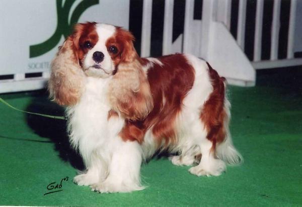 Peche mignon of Sevijean's | Cavalier King Charles Spaniel 