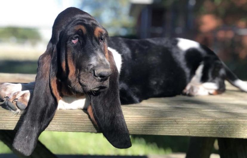 Penelope Bushong | Basset Hound 