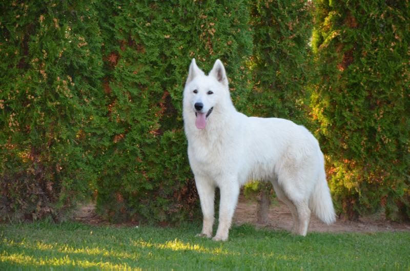 ARAGONAS Menulio Šviesa | White Swiss Shepherd Dog 