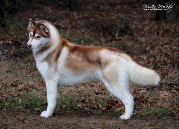 Winter Melody Red Moon Rising | Siberian Husky 