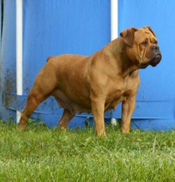 Kangpen's Chyna Doll | Olde English Bulldogge 