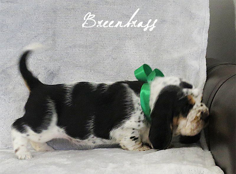 Show Must Go On Saba BREENBRASS | Basset Hound 