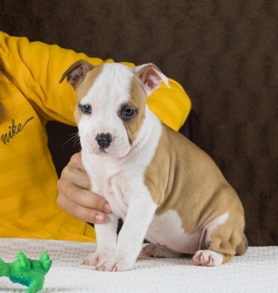 Hickory Junior Empress Masha | American Staffordshire Terrier 