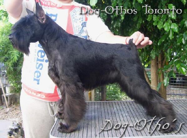 Dog-Otho`s Toronto/ GT | Miniature Schnauzer 