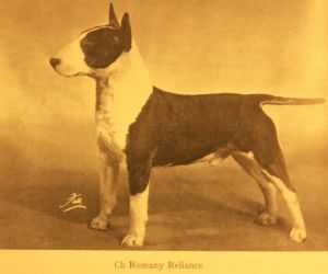 Romany Reliance | Bull Terrier 