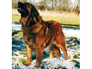 Watchbury Eleonora Inger of Rikandan | Leonberger 