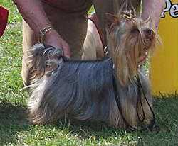 PETRONIUSZ Y.T. Fangor | Yorkshire Terrier 