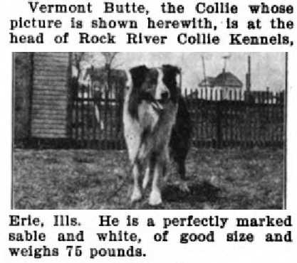 Vermont Butte | Rough Collie 