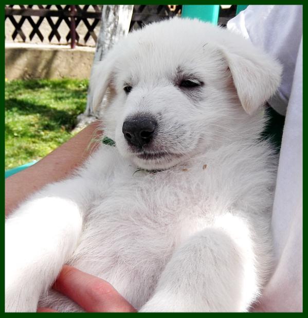 Felix Beli Andjeo | White Swiss Shepherd Dog 